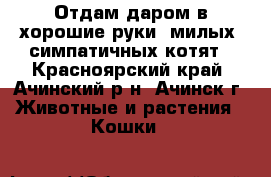 Отдам даром в хорошие руки, милых, симпатичных котят - Красноярский край, Ачинский р-н, Ачинск г. Животные и растения » Кошки   